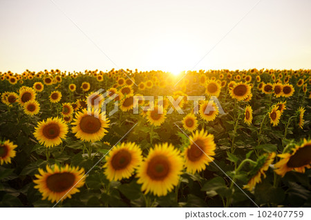 Backdrop Of The Beautiful Sunflowers Garden. Field Of Blooming Sunflowers On A Background Sunset. Backdrop Of The Beautiful Sunflowers Garden. Field Of Blooming Sunflowers On A Background Sunset. 102407759