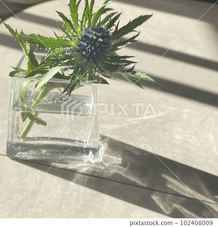 A single eryngium A single eryngium 102408009