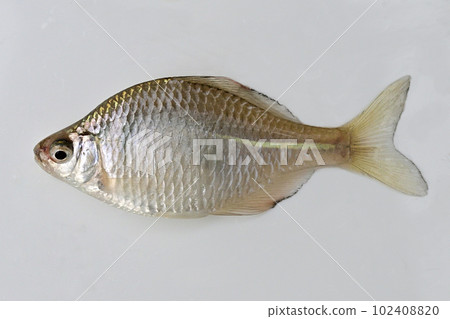 A photo of a tanago fish caught in a pond in Saitama prefecture, taken against a white background 102408820