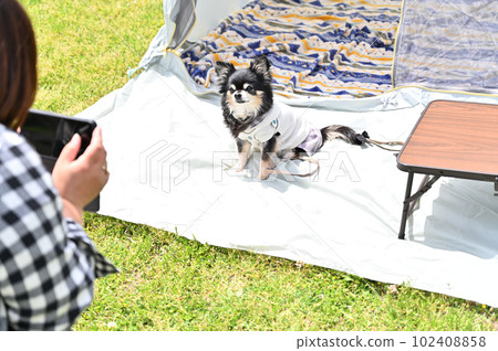 Picnic with a Chihuahua A woman taking pictures of her dog with a smartphone Picnic with a Chihuahua A woman taking pictures of her dog with a smartphone 102408858