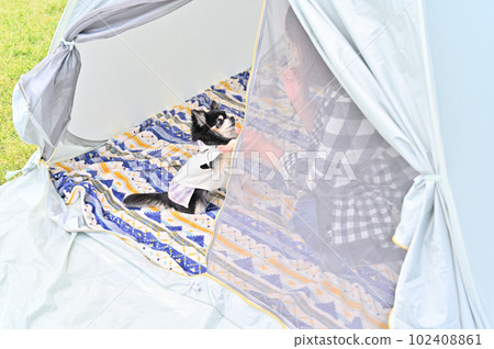 A woman playing with a Chihuahua in a tent Picnic Camp 102408861