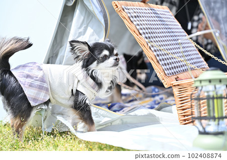 Picnic Camp with 2 Chihuahuas Picnic Camp with 2 Chihuahuas 102408874
