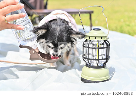 Chihuahua drinking water picnic camping Chihuahua drinking water picnic camping 102408898