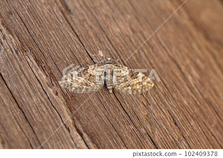 Maenami Kabanami Shaku 102409378