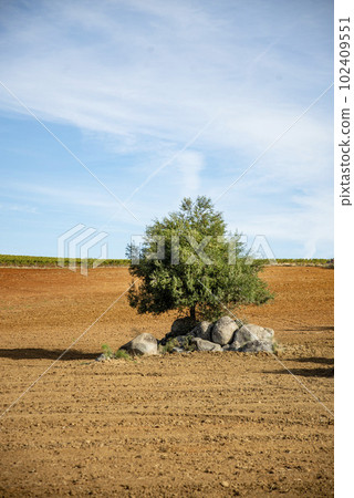 PORTUGAL ALENTEJO REGUENGOS PORTUGAL ALENTEJO REGUENGOS 102409551