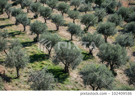 PORTUGAL ALENTEJO TERENA PORTUGAL ALENTEJO TERENA 102409586