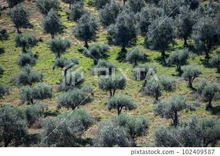 PORTUGAL ALENTEJO TERENA PORTUGAL ALENTEJO TERENA 102409587
