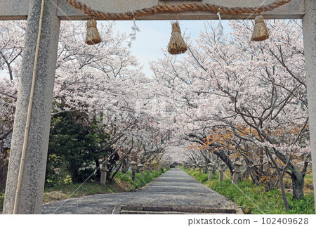 Cherry blossom tunnel Cherry blossom tunnel 102409628