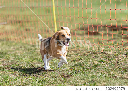 Beagle dog running straight on camera and chasing coursing lure on green field Beagle dog running straight on camera and chasing coursing lure on green field 102409679