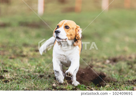 Beagle dog running straight on camera and chasing coursing lure on green field Beagle dog running straight on camera and chasing coursing lure on green field 102409691