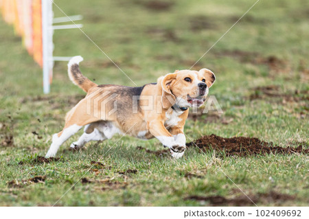 Beagle dog running straight on camera and chasing coursing lure on green field Beagle dog running straight on camera and chasing coursing lure on green field 102409692