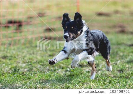 Border Collie running straight on camera and chasing coursing lure on green field Border Collie running straight on camera and chasing coursing lure on green field 102409701