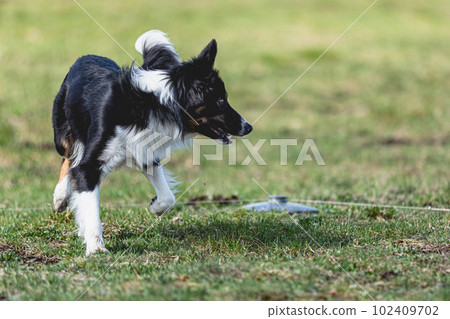 Border Collie running straight on camera and chasing coursing lure on green field 102409702