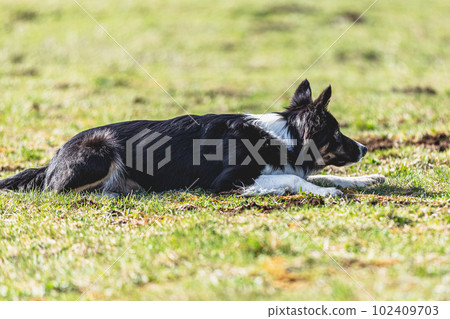 Border Collie running straight on camera and chasing coursing lure on green field 102409703