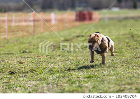 Pit Bull running straight on camera and chasing coursing lure on green field 102409704