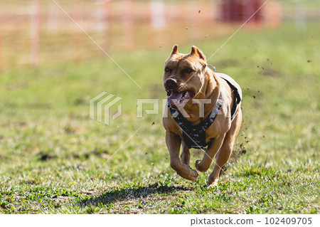 Pit Bull running straight on camera and chasing coursing lure on green field 102409705