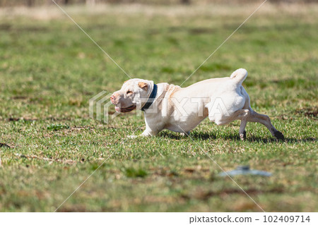 Shar Pei dog running straight on camera and chasing coursing lure on green field Shar Pei dog running straight on camera and chasing coursing lure on green field 102409714