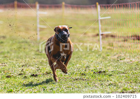 Dog running straight on camera and chasing coursing lure on green field 102409715