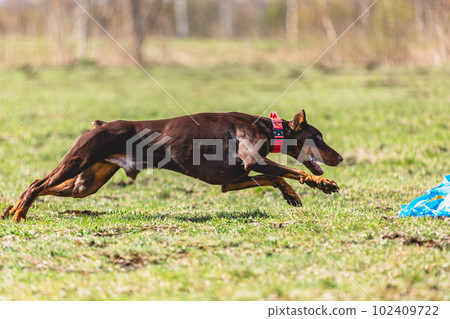 Dobermann dog running straight on camera and chasing coursing lure on green field Dobermann dog running straight on camera and chasing coursing lure on green field 102409722