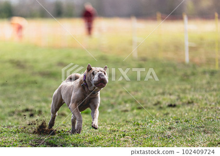 Shar Pei dog running straight on camera and chasing coursing lure on green field 102409724