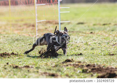Staffordshire Bull Terrier running straight on camera and chasing coursing lure on green field Staffordshire Bull Terrier running straight on camera and chasing coursing lure on green field 102409729