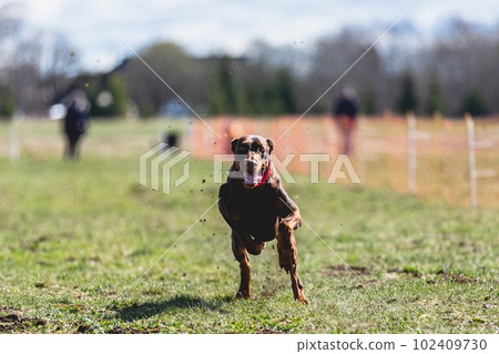 Dobermann dog running straight on camera and chasing coursing lure on green field Dobermann dog running straight on camera and chasing coursing lure on green field 102409730