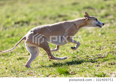 Whippet sprinter running straight on camera and chasing coursing lure on green field 102409751