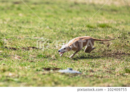 Whippet sprinter running straight on camera and chasing coursing lure on green field 102409755