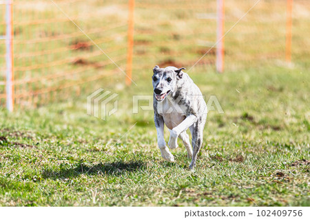 Whippet sprinter running straight on camera and chasing coursing lure on green field Whippet sprinter running straight on camera and chasing coursing lure on green field 102409756