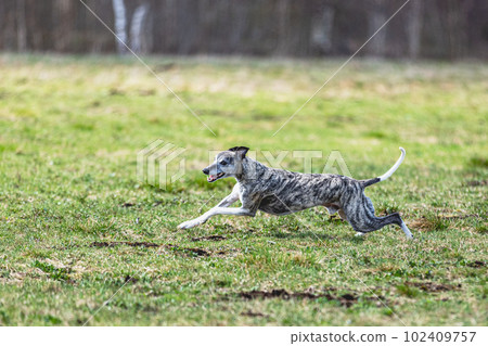 Whippet sprinter running straight on camera and chasing coursing lure on green field Whippet sprinter running straight on camera and chasing coursing lure on green field 102409757