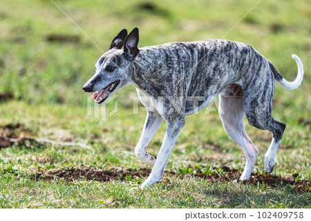Whippet sprinter running straight on camera and chasing coursing lure on green field Whippet sprinter running straight on camera and chasing coursing lure on green field 102409758