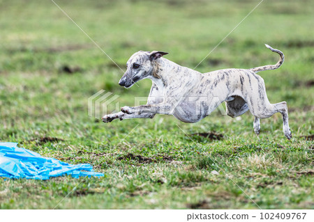 Whippet sprinter running straight on camera and chasing coursing lure on green field 102409767