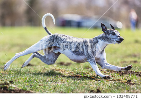 Whippet sprinter running straight on camera and chasing coursing lure on green field 102409771
