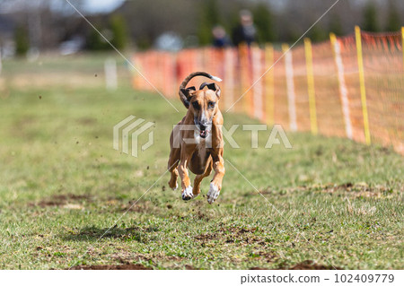 Azawakh dog running straight on camera and chasing coursing lure on green field Azawakh dog running straight on camera and chasing coursing lure on green field 102409779