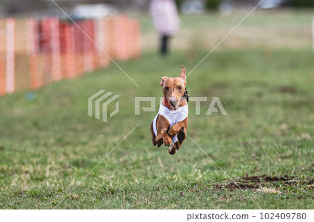 dog, running, animal 102409780
