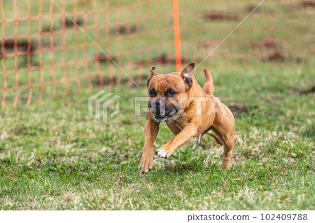 Staffordshire Bull Terrier running straight on camera and chasing coursing lure on green field Staffordshire Bull Terrier running straight on camera and chasing coursing lure on green field 102409788