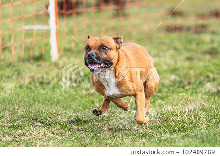 Staffordshire Bull Terrier running straight on camera and chasing coursing lure on green field Staffordshire Bull Terrier running straight on camera and chasing coursing lure on green field 102409789