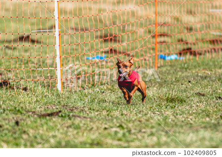 Pinscher dog running straight on camera and chasing coursing lure on green field 102409805
