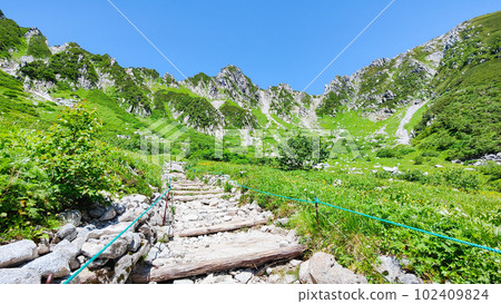 Senjojiki curl (summer) Senjojiki curl (summer) 102409824