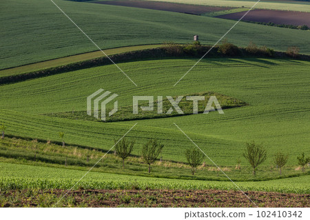 Field waves with trees in the spring in South Moravia, Czech Republic Field waves with trees in the spring in South Moravia, Czech Republic 102410342