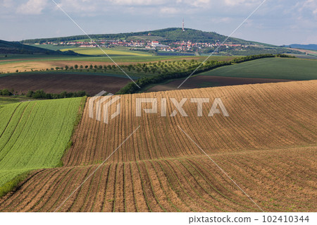 Stripe patterns on fields of South Moravia, green and yellow fresh spring colors. 102410344