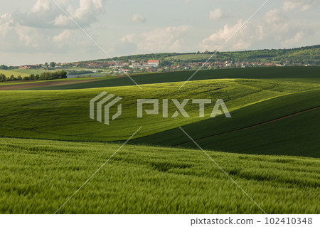 Field waves with trees in the spring in South Moravia, Czech Republic Field waves with trees in the spring in South Moravia, Czech Republic 102410348