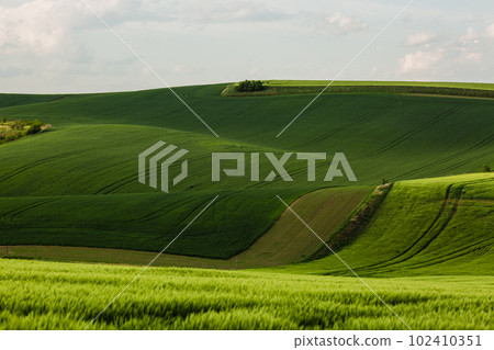 Field waves with trees in the spring in South Moravia, Czech Republic Field waves with trees in the spring in South Moravia, Czech Republic 102410351