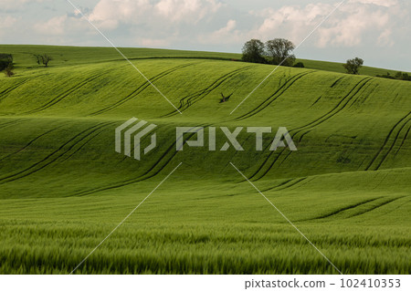 Field waves with trees in the spring in South Moravia, Czech Republic 102410353
