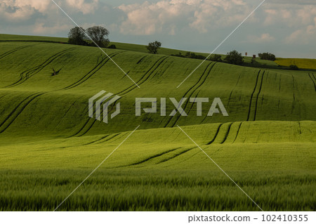 Field waves with trees in the spring in South Moravia, Czech Republic 102410355