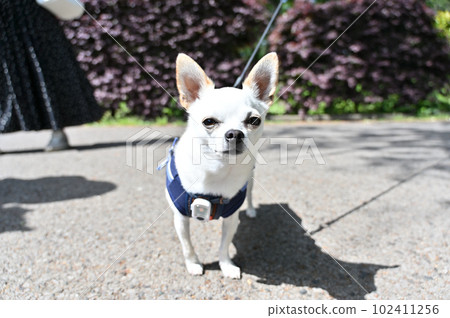 光滑的吉娃娃走白色吉娃娃 光滑的吉娃娃走白色吉娃娃 102411256