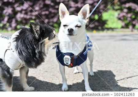 黑譚吉娃娃和白吉娃娃的好朋友散步 102411263