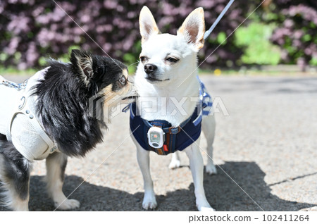 黑譚吉娃娃和白吉娃娃的好朋友散步 102411264