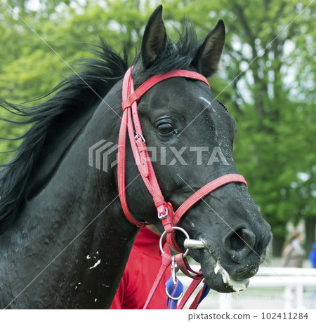 Raven akhal-teke stallion Burkhan-Pasha. Raven akhal-teke stallion Burkhan-Pasha. 102411284