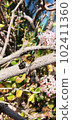 A bee perched on a tree branch with flowers 102411360